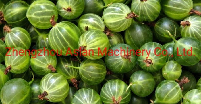 Sea Buckthorn Berries Grader Machine / Palm Dates Sorting Machine / Cherry Size Grading Machine