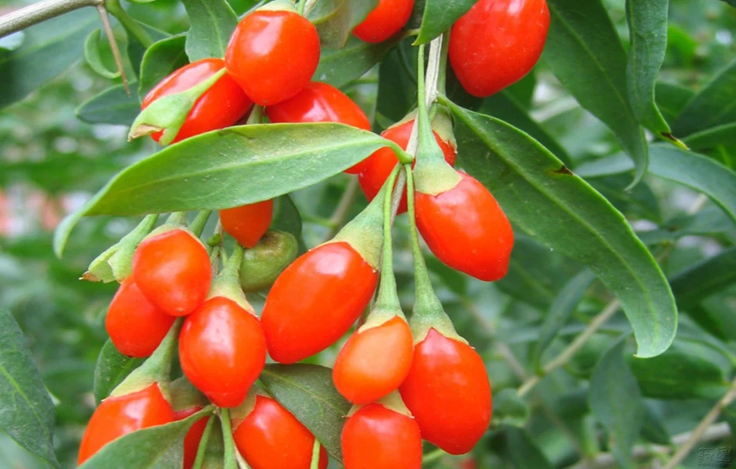 Best Dried Goji Berries of Ningxia Organic Healthy Food Natural Dried Fruits