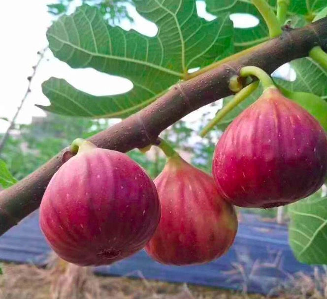 Bulk Packaging Dried Fruit Freeze Dried Fig