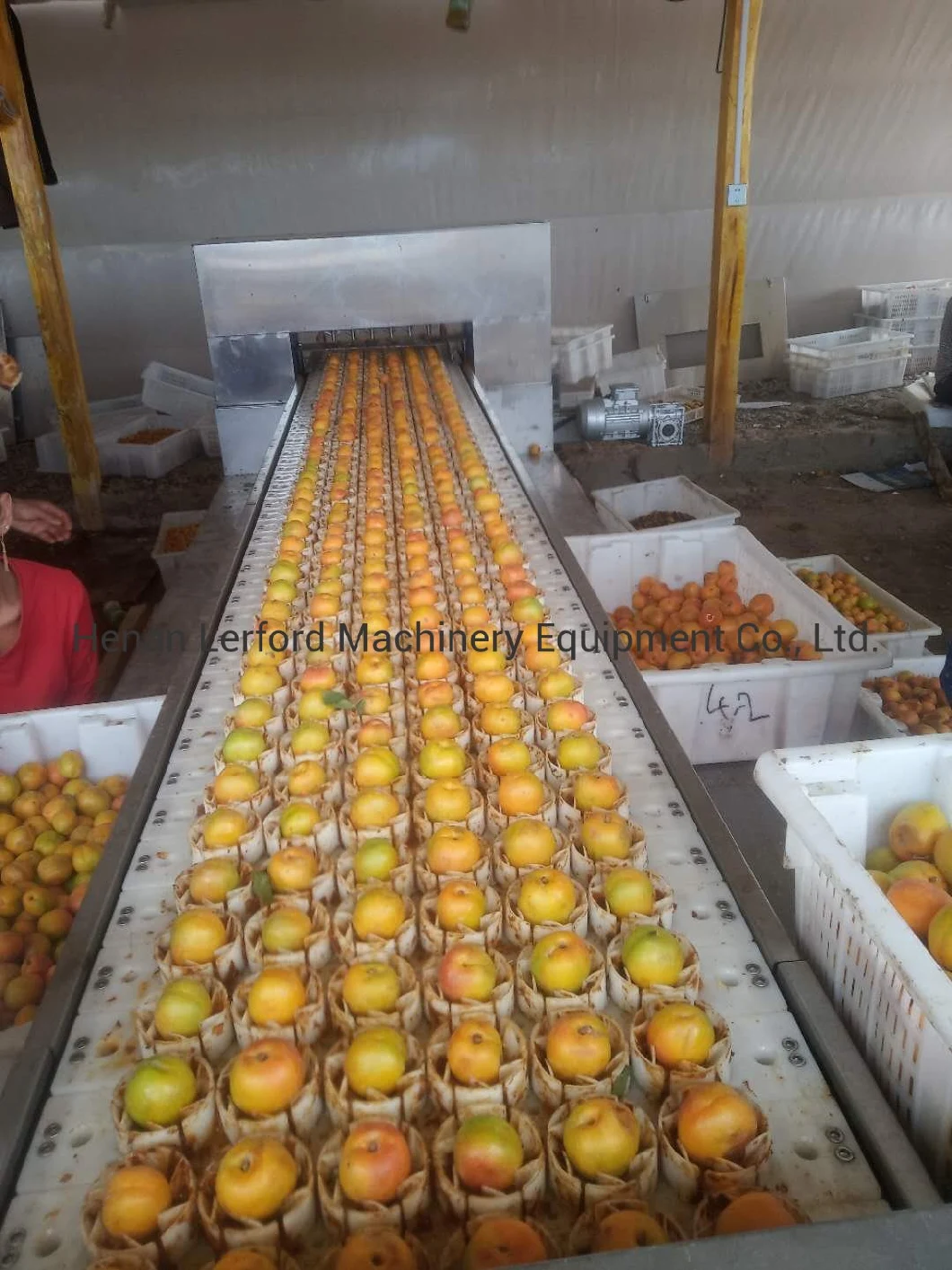 Apricot Processing Line Apricot Pitting Machine Apricot Pitter Machine