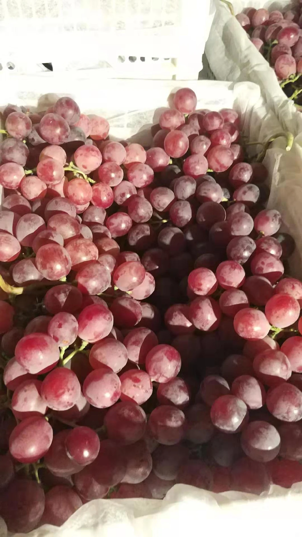 New Crop Seedless Grape Red Grape Crinson Grape