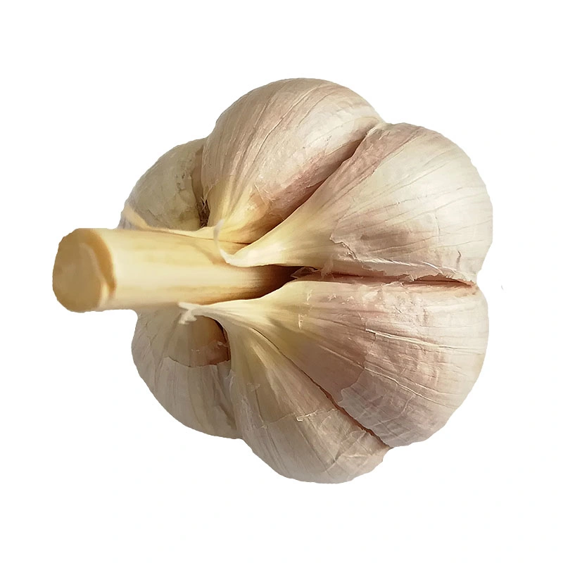 Fresh Vegetables 5.5cm Fresh White Garlic and Red Garlic in 10kg Mesh Bags or Carton