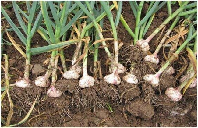 25kgs Mesh Bags Fresh Garlic Natural Fresh Garlic Normal White