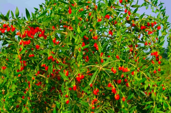 Chinese Ningxia Dried Goqi Berries Wild Wolfberry