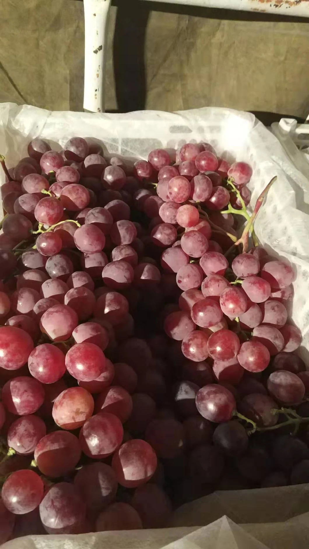 New Crop Seedless Grape Red Grape Crinson Grape