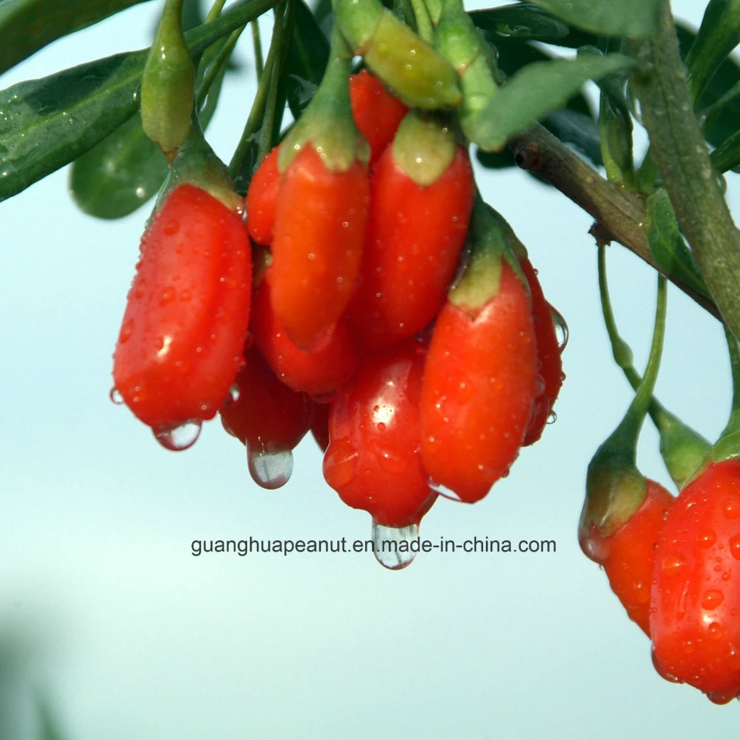 Plump Goji Berries From Ningxia with Natural Nutrition