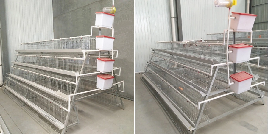 Manual Chicken Cage Feeding Egg Collecting and Manure Cleaning by Hand