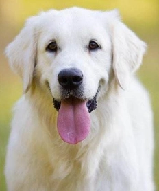 Stick Cereal with Chicken Dog Snacks Pet Food Hot Sales Food Delicious Food