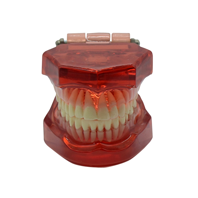 Completely Transparent Model/Standard Adult Teeth/Dental Care Models/Dental Study Model