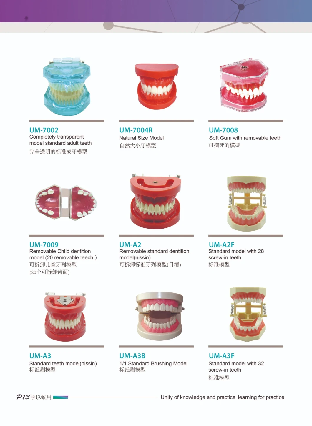 Completely Transparent Model/Standard Adult Teeth/Dental Care Models/Dental Study Model