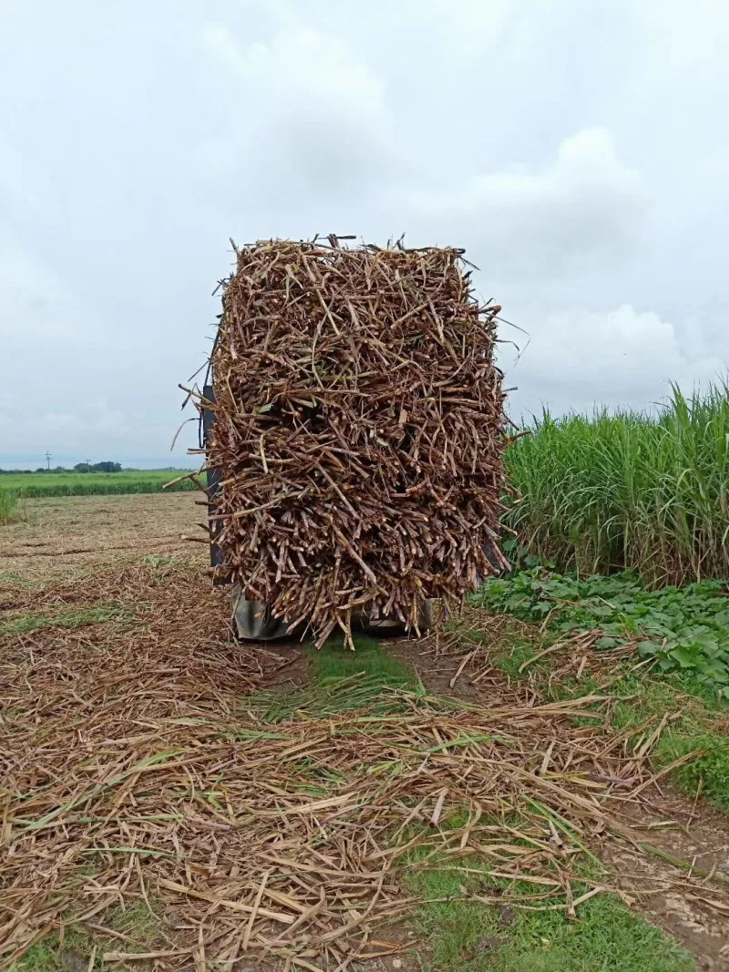 Sugar Cane Harvester Harvesting Sugar Cane Sugarcane Harvesting Machine