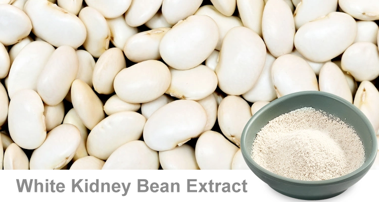 Phaseolus Vulgaris White Kidney Bean Extract Phaseolin