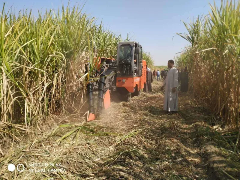 Sugar Cane Harvester Harvesting Sugar Cane Sugarcane Harvesting Machine