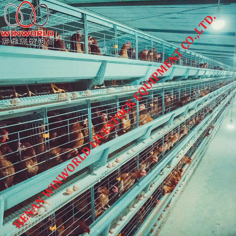 Automatic Poultry Layer Cages Battery Chicken Cage
