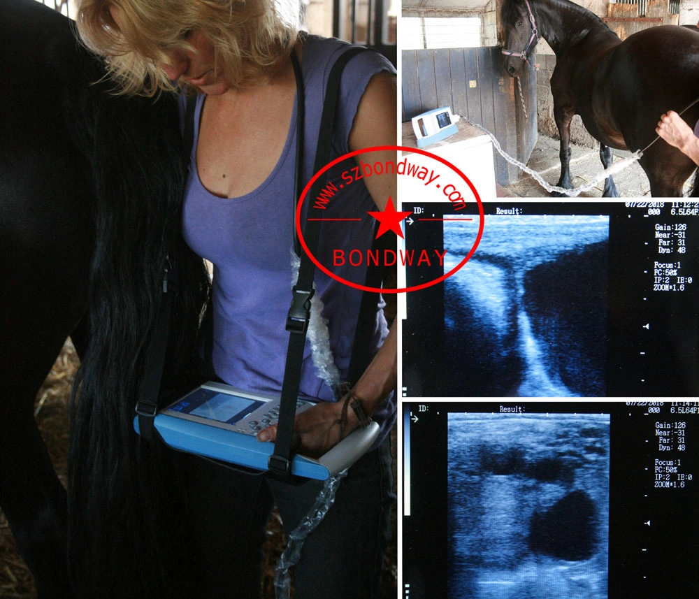 Veterinary Ultrasonic Machine, Reproduction Scan for Equine, Bovine, Ovine, Feline, Canine, etc. Diagnostic Ultrasound Scanner