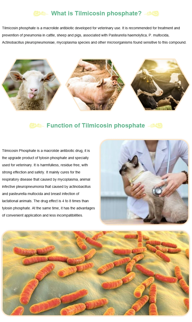 CAS 137330-13-3 Tilmicosin Phosphate with GMP for Animal Health