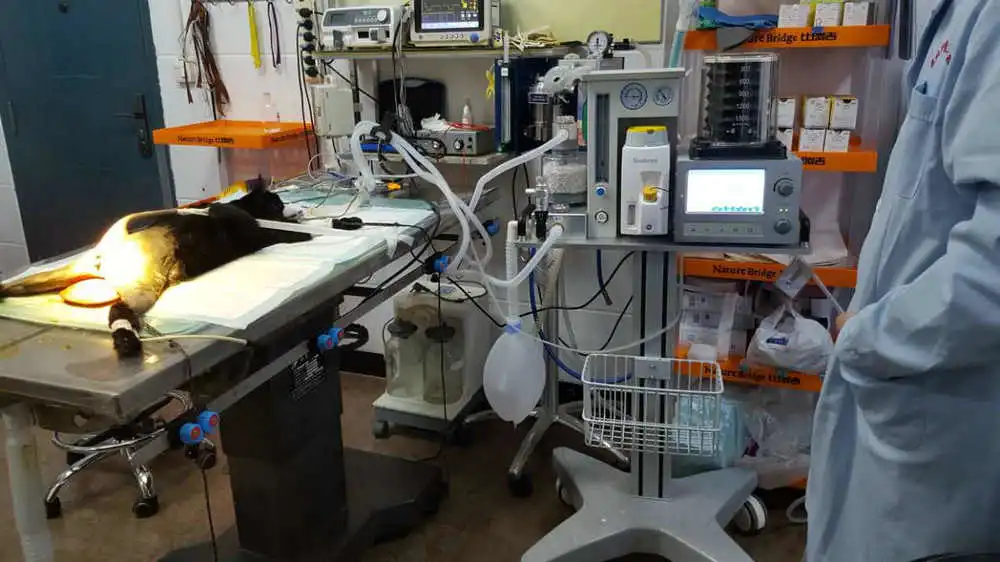 Veterinary Portable Anesthesia Machine Anesthesia Machine Monitoring Veterinary