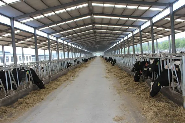 Prefabricated Steel Facilities Cattle Farm/Cattle Yard/Cattle House