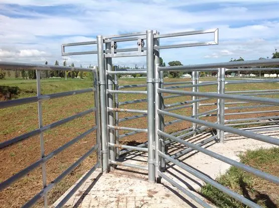 Cattle Cow Galvanized Cattle Head Bail