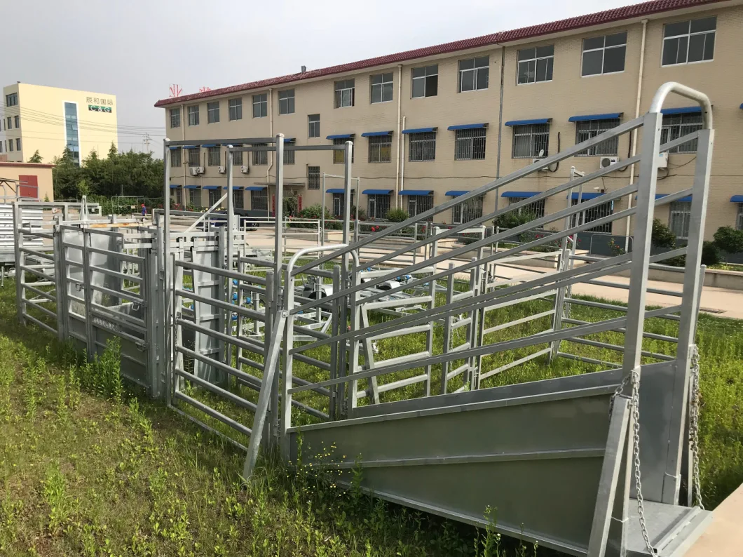 Australia New Zealand Cattle Customized Panel Yard Equipment Galvanized or Powder Coated Cattle Weighing Scales