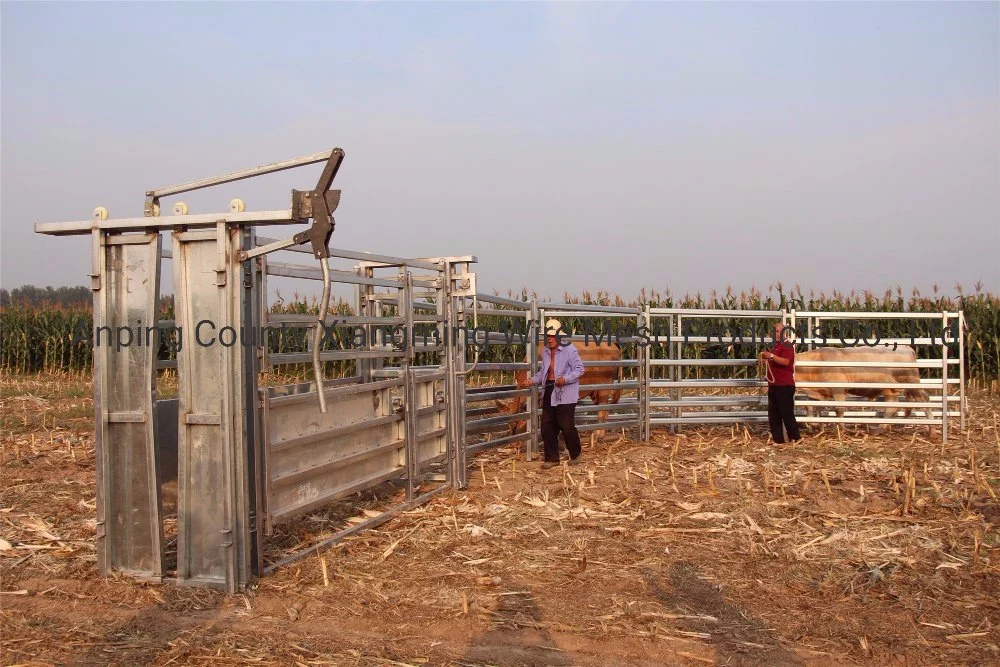 Australian Standard Galvanized Cattle Crush China Cattle Yard