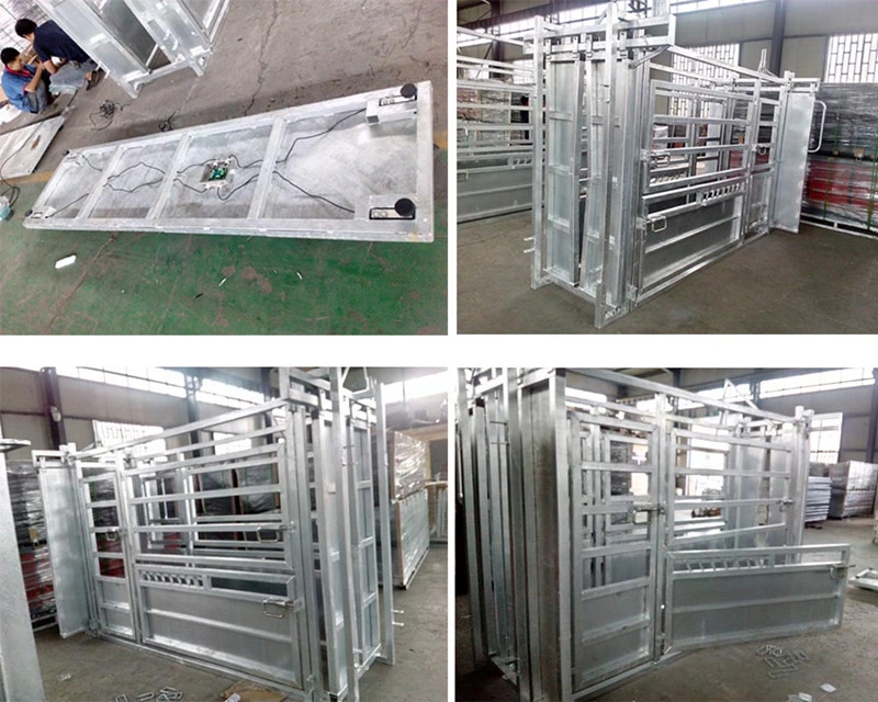 Cattle Cow Galvanized Cattle Crush Weight Scale