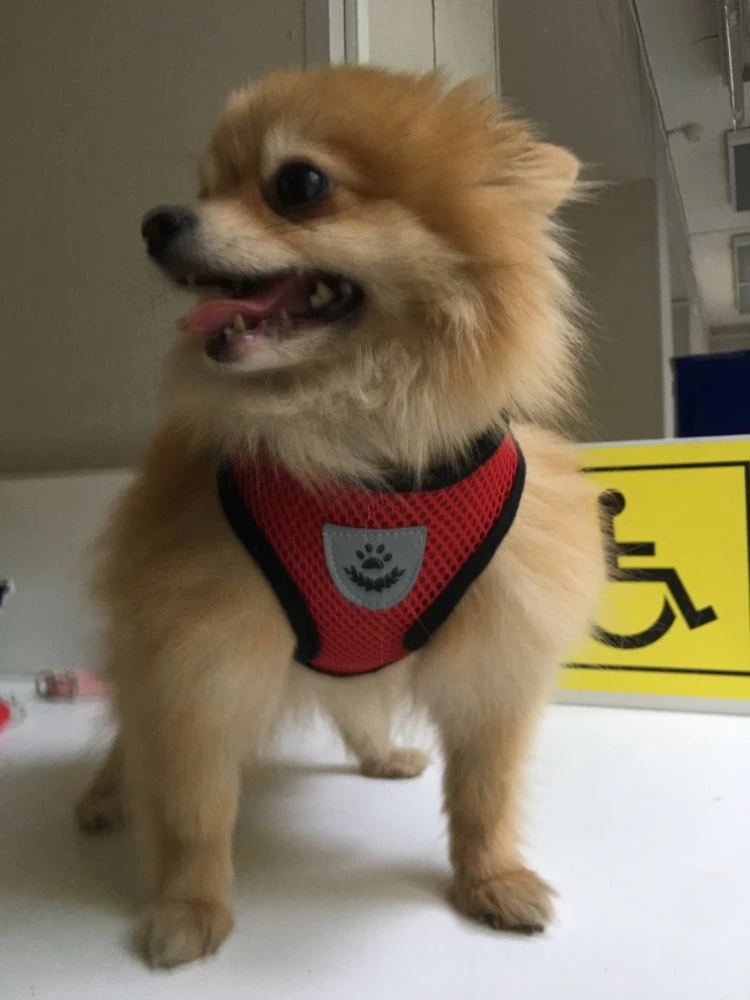 Dog Harness Adjustable Breathable Soft Pets Collar Nylon Mesh Vest Harness Pets Product