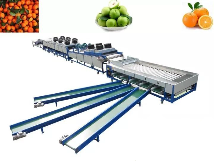 Round Fruit Orange Cleaning Drying Waxing Sorting Selecting Machine Supplier