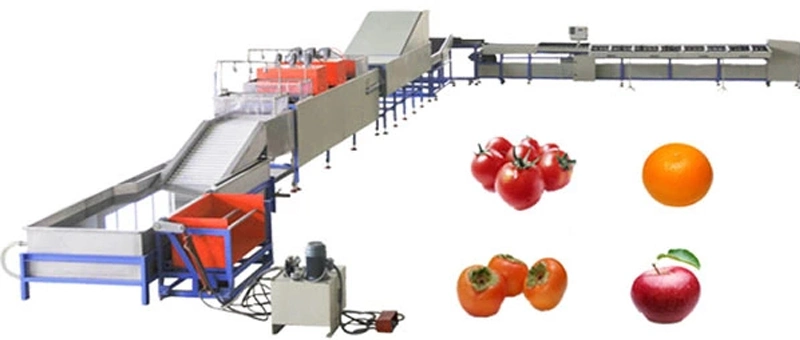 Customized Fruit Sorting Machine Industrial Citrus Fruit Sorting Machine