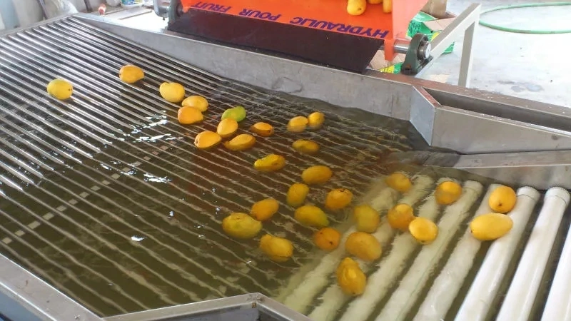 Fushi Mango Fruit Washing Waxing Drying Grading Machine