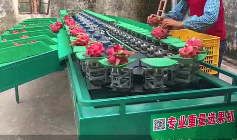 Round Shape Fruit Grading Sorting Selecting Sorter Machine for Commercial Use