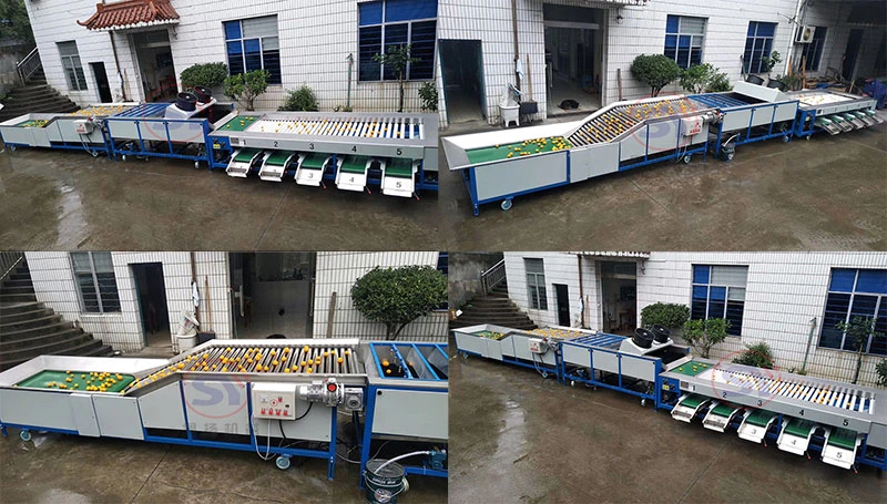 Fruit Vegetable Litchi Longan Size Sorting Grading Selecting Classfication Grader Machine