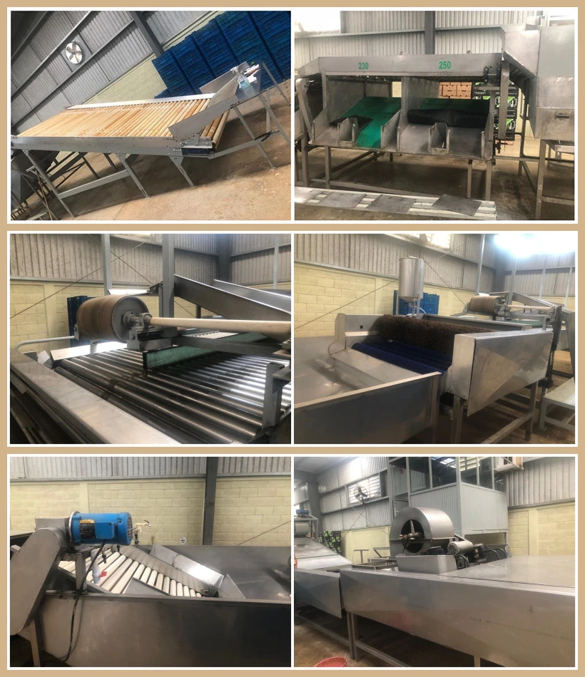 Can Customized Fruit Vegetable Washing Waxing and Grading Machine