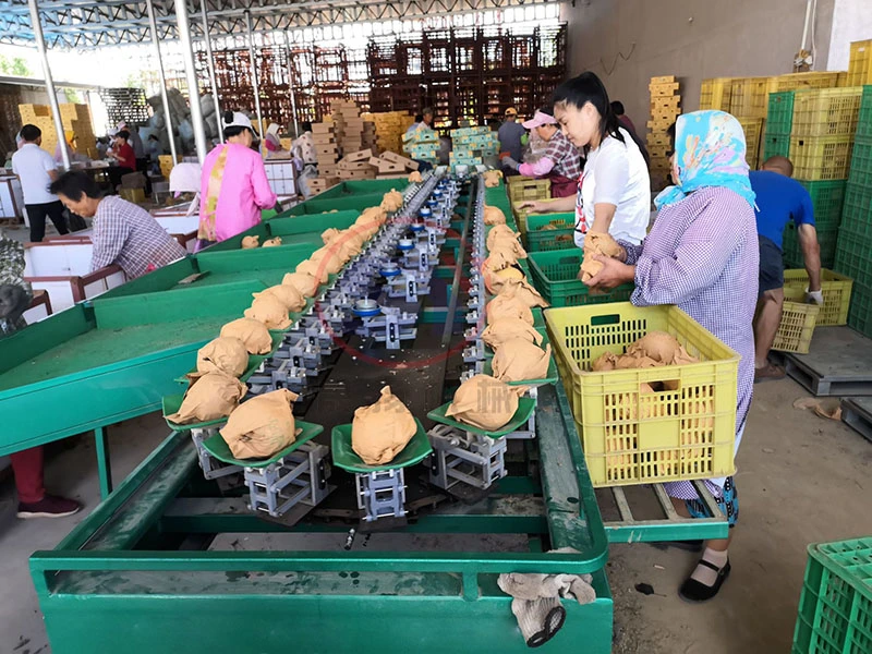 Vegetable Fruit Mango Kiwi Fruit Processing Equipment Weight Grading Sorting Machine