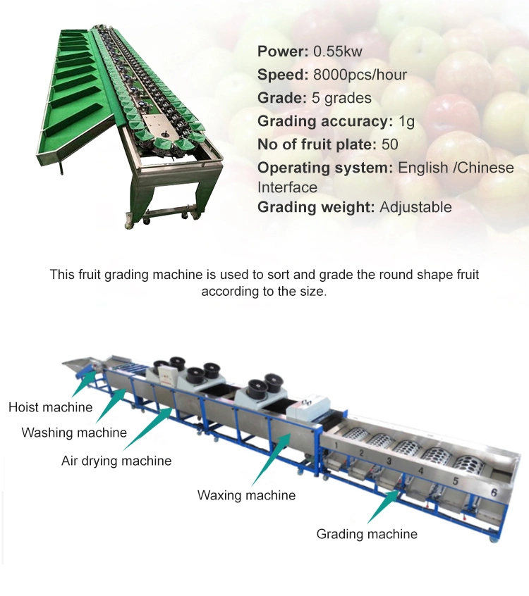 Easy Operation Fruit Vegetable Processing Machines Avocado Garlic Sorting Machine
