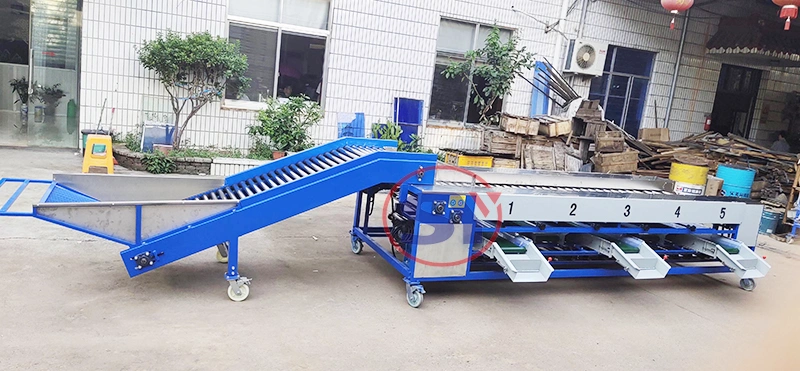 Electronic Grading Technology Fruit Selection Machine Sorting by Size for Cherry Tomato