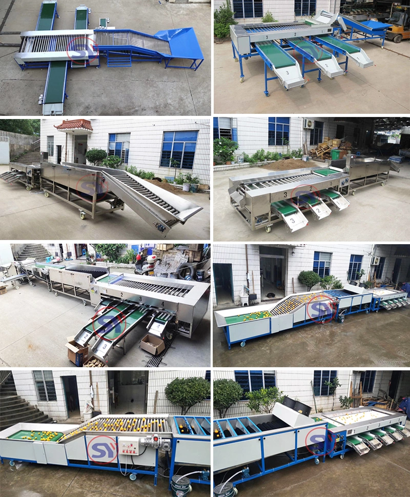 Washing Drying Waxing Grading Sorting Machine for Round Oval Fruit