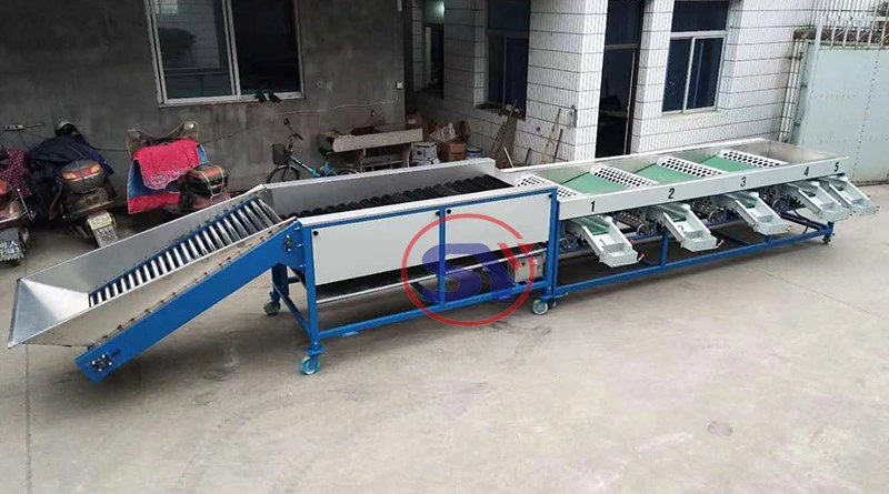 Fruit Processing Machinery Brush Washing Drying Sorting Waxing Machine Line