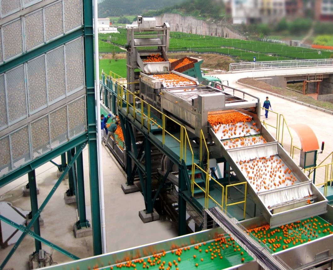 Fresh fruit/Fruit juice plant roller sorting machine fruit sorting machine