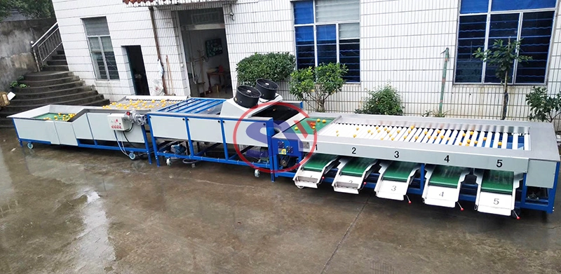 Round Fruit Orange Cleaning Drying Waxing Sorting Selecting Machine Supplier