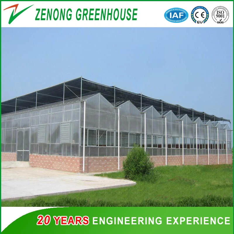 Venlo Type Polycarbonate Sheet Multi-Roof Greenhouse with Shading Screen for Rose/Tulip/Camellia