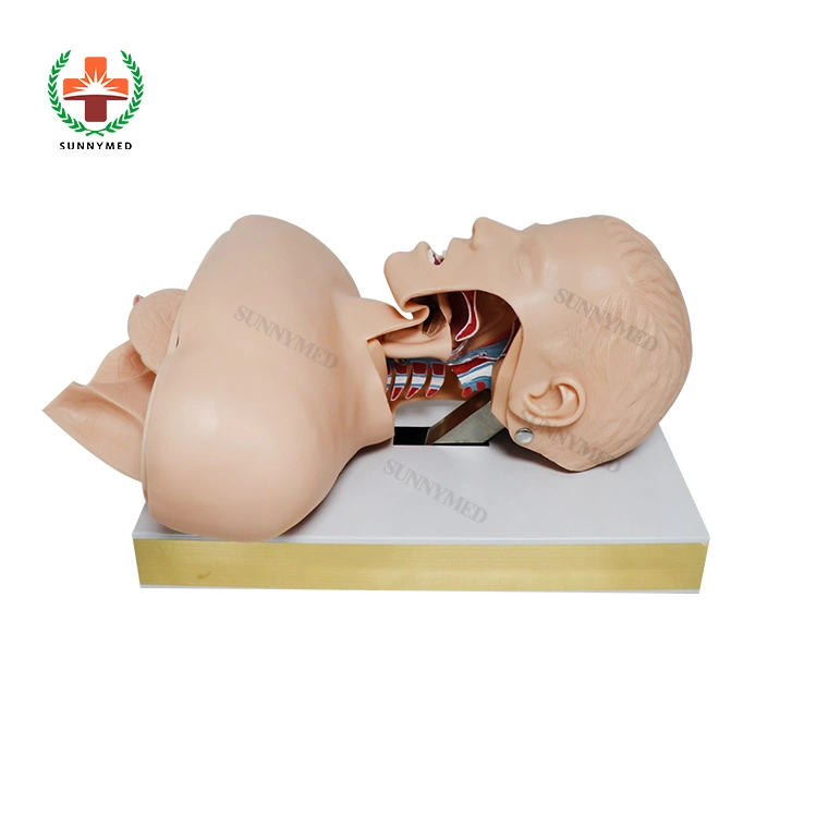 Sy-N04402 Trachea Intubation Medical Teaching Model for Oral/Nasal Cavity Intubation Training