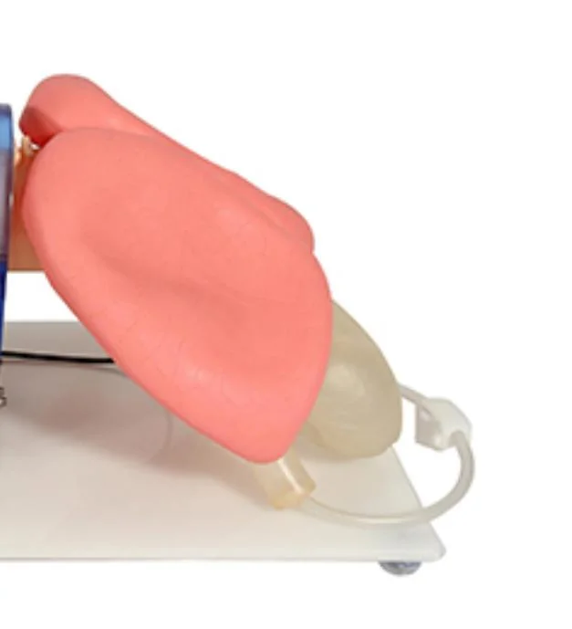 Advance Endotracheal Intubation Training Model
