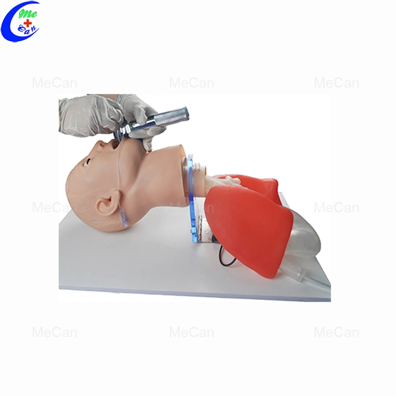 Endotracheal Intubation Training Model