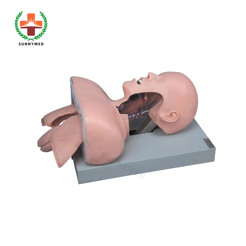 Sy-N04402 Airway Intubation Simulator Intubation Manikin