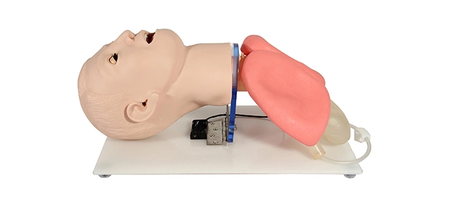 Advance Endotracheal Intubation Training Model