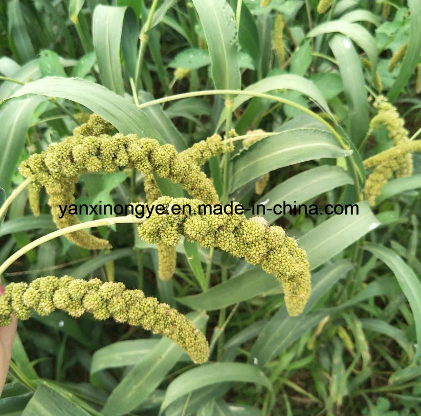 High-Quality Healthy Millet Selenium Millet Yellow Hulled Millet
