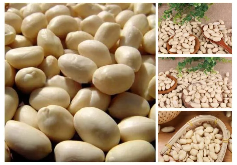 Delicious Nutritious Blanched Provide Roast Peanut Kernel with Best Price
