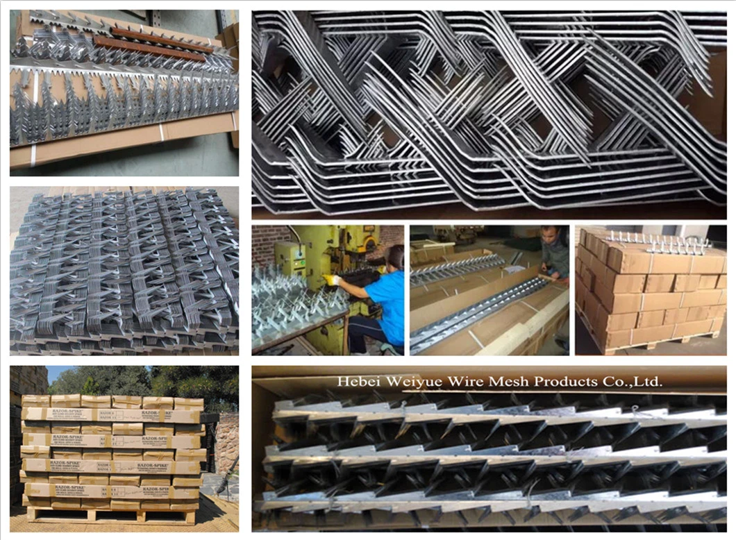 High Security Hot DIP Galvanized Razor Wall Spikes Barbed Nails