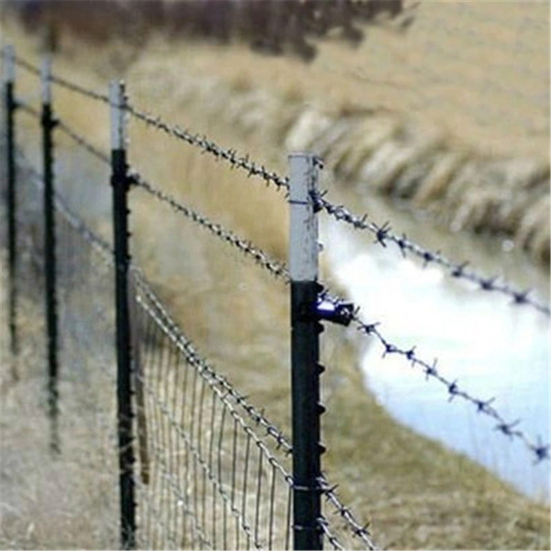 Galvanized Double Twisted Barbed Iron Wire (MT-BW004)
